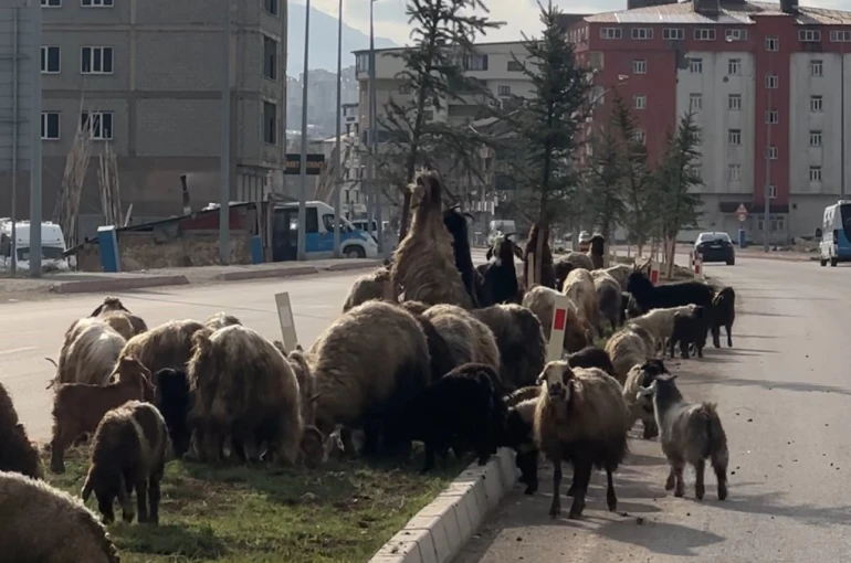 Koyunlar refüjde otladı, sürücüler bekledi
