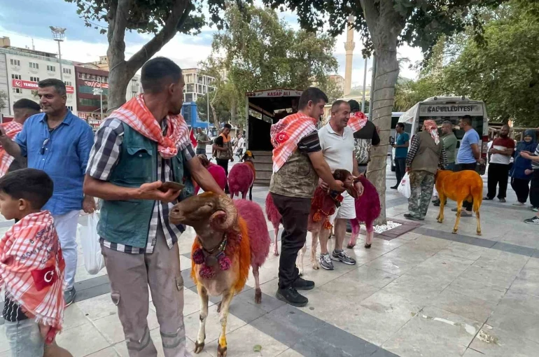 Koyunlar sudan önce bulvardan geçti 