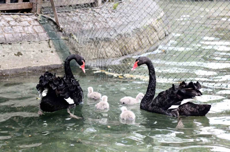 Kuğulu Park yavru kuğularıyla ilgi çekiyor