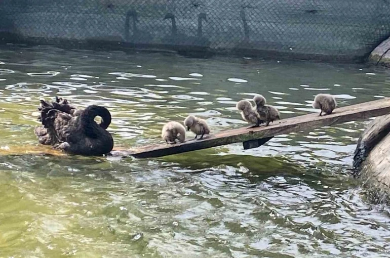 Kuğulu Park’ın 5 yavru kuğusu ziyaretçilerin gözdesi oldu
