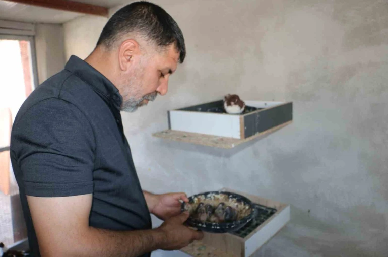 Küllerinden doğan güvercin oteli yeniden kapılarını açtı