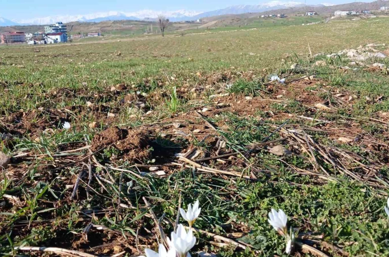 Kulp’ta baharın habercisi çiğdemler açtı