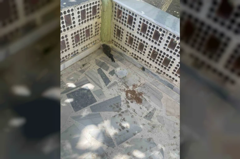 Kulu’da yaralı ebabil kuşuna şefkat eli