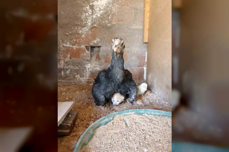 Kümesin davetsiz misafiri yavru kedi anne tavuğun altına sığındı