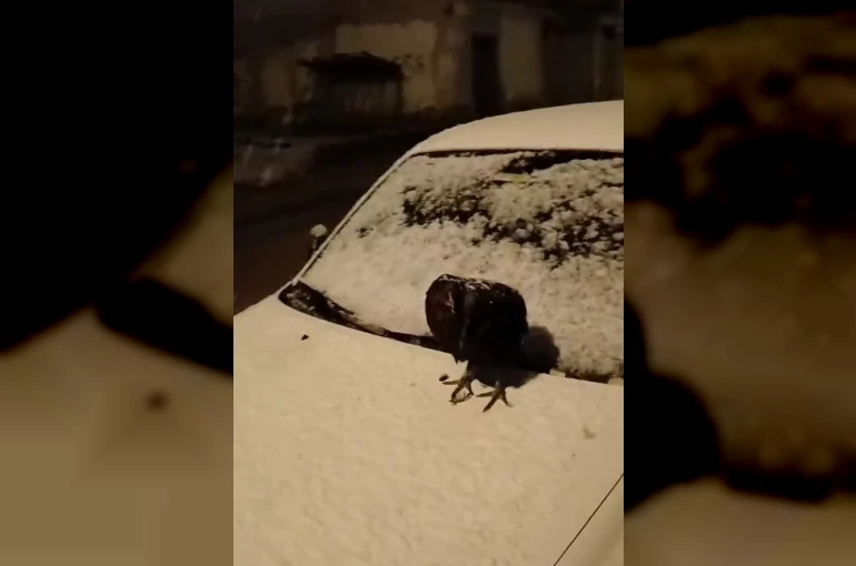 Kümesine giremeyen tavuk otomobil üzerine yumurtladı