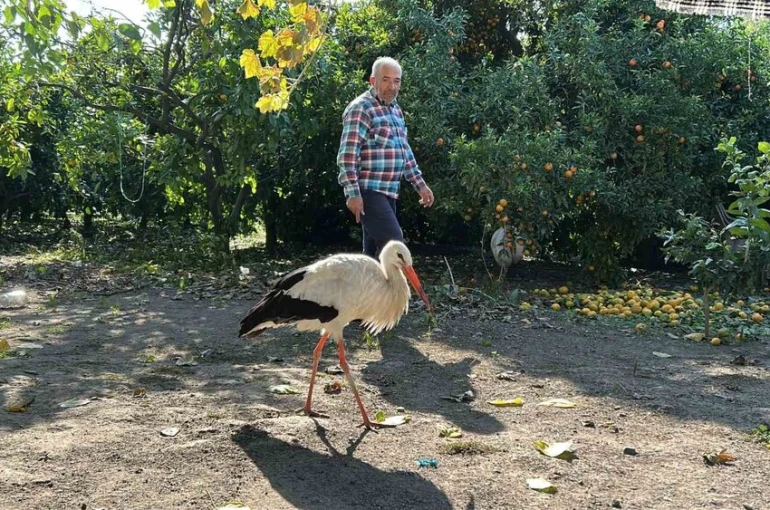 Kümeste tavuklarla birlikte yaşayan leylek, balıkla besleniyor