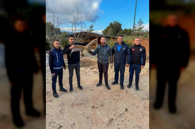 Kumluca’da yaralı atmaca tedavisi sonrası doğaya bırakıldı