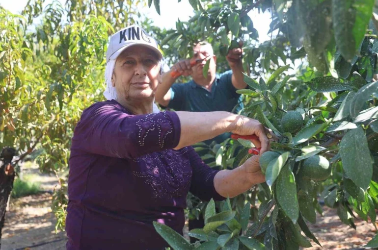 Kuraklığın rekolteyi etkilediği erkenci mandalina, tarladan 30 TL ile 40 TL arasından alıcı buluyor