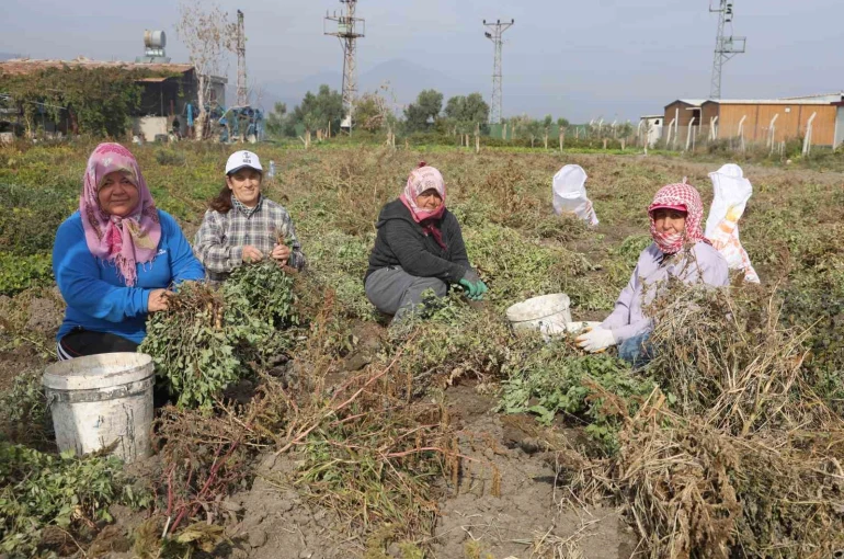 Kuraklığın rekolteyi etkilediği yer fıstığında hasat başladı