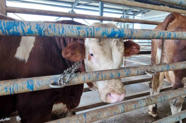 Kurban kesim başvuruları 11 Mayıs’ta başlıyor