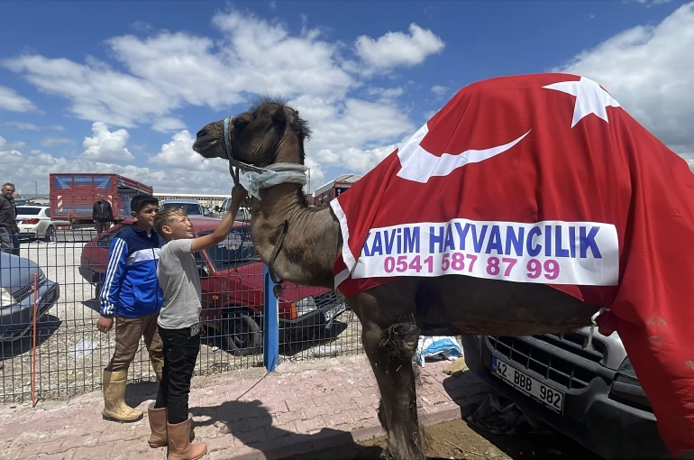 Kurban pazarının gözdesi deve 330 bin TL’ye satıldı