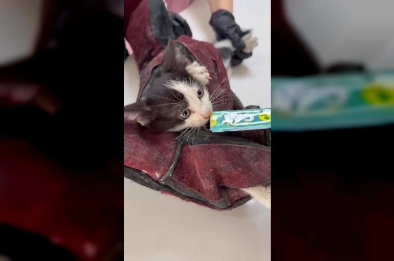 Kurtardığı kedi aracının motoruna girdi