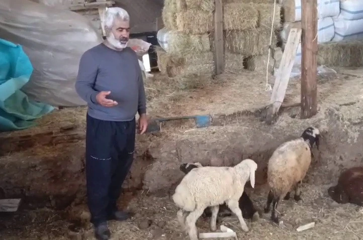 Kurtlar ağıla girdi: 14 koyun telef oldu, 30 hayvan kayboldu