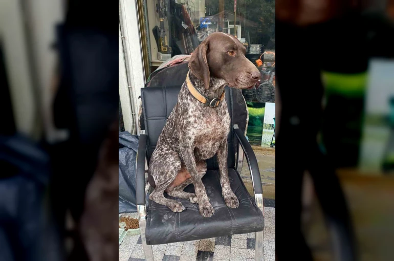 Kurzuar cinsi av köpeği kayboldu