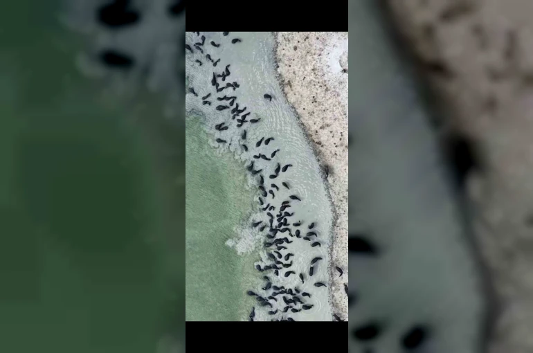Kütahya’da mandaların serinlik molası havadan işte böyle görüntülendi