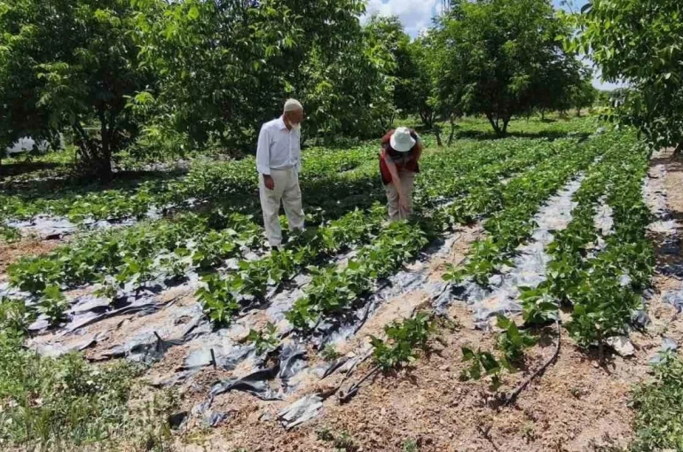 Kütahya’da nohut ve barbunya demonstrasyon alanlarında inceleme