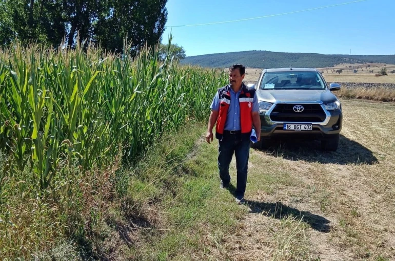 Kütahya’da silajlık mısır kontrolleri