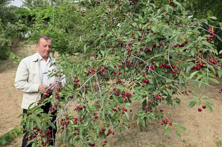 Kütahyalı vişne üreticileri taban fiyat ve fiyat istikrarı istiyor