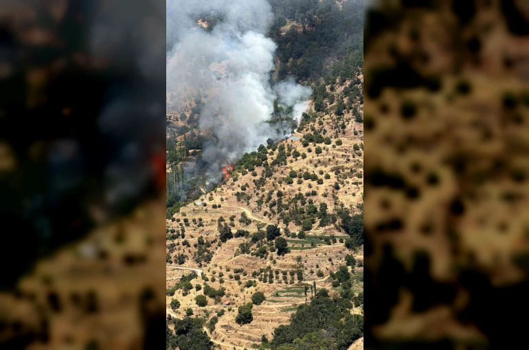 Kuyucak’ta orman yangını: 5 dekar kestanelik yandı