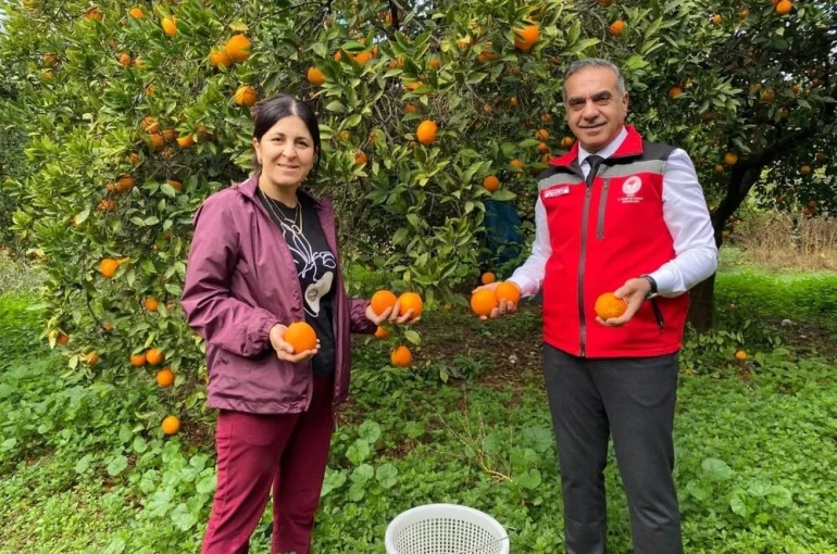 Kuyucak’ta portakal hasadı yapıldı, üreticilere belgeleri teslim edildi