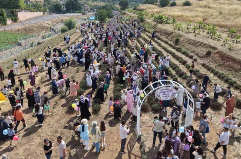 Lavanta kokuları eşliğinde hasat yaptılar 