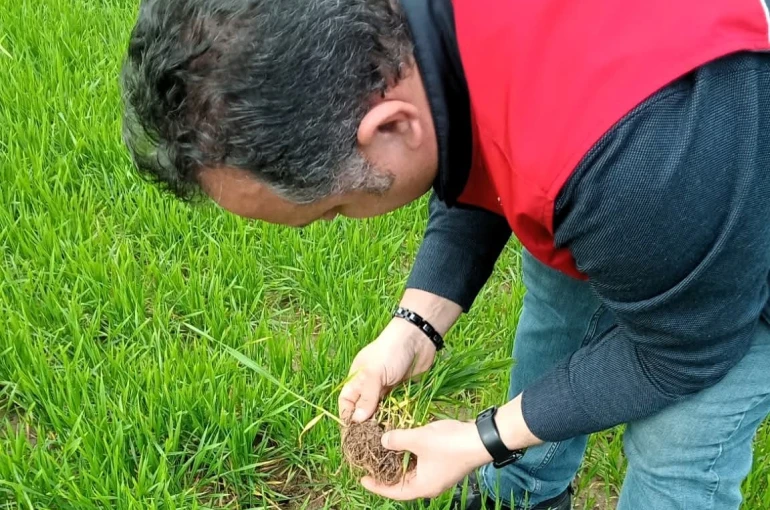 Lüleburgaz’da kanola ve buğday ekili alanlarda teknik kontroller yapıldı