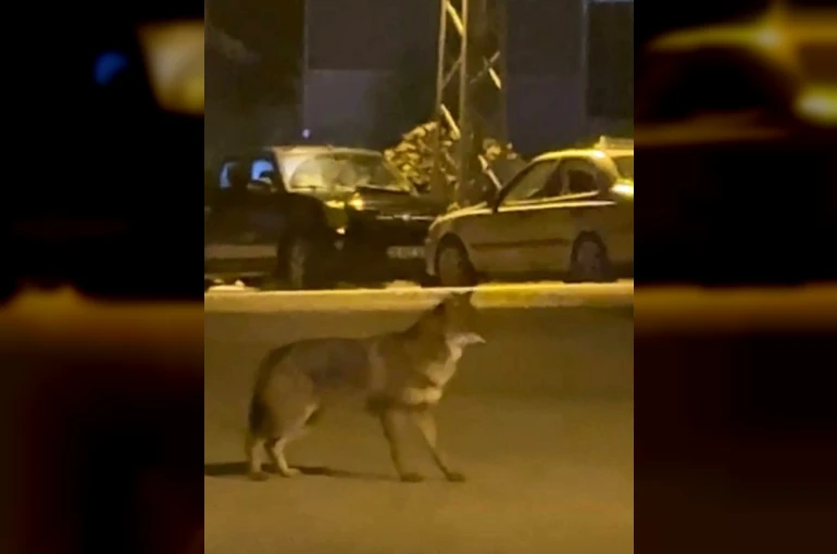 Mahallede yiyecek arayan tilki kamerada