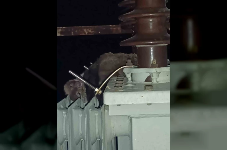 Mahalledeki elektrik kesintisinin sebebi sansar çıktı