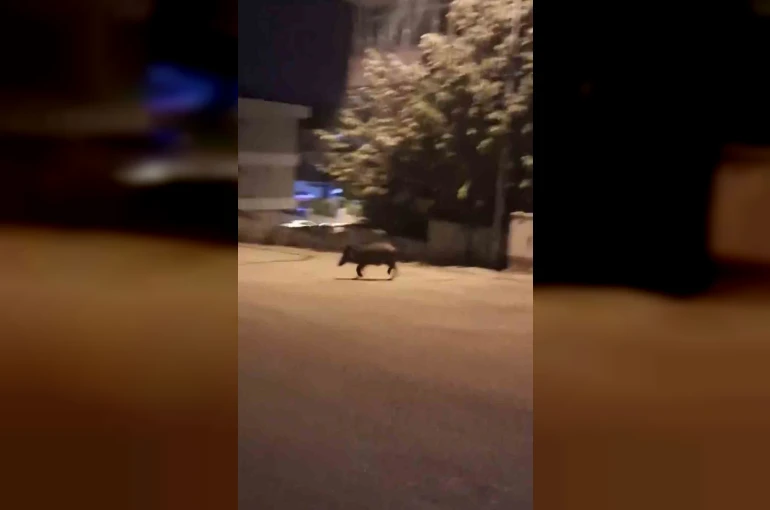 Mahalleye inen domuzları böyle kovaladı