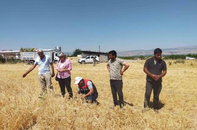 Malatya’da 500 ton nohut rekoltesi bekleniyor