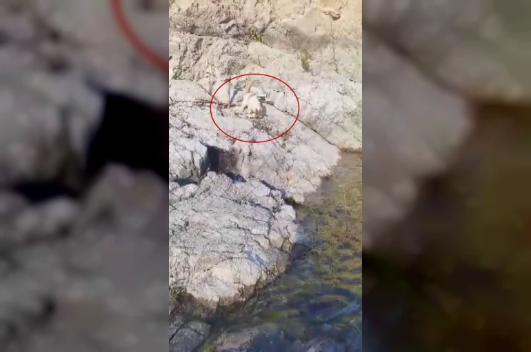 Malatya’da amatör balıkçı ile kedi arasındaki diyalog gülümsetti