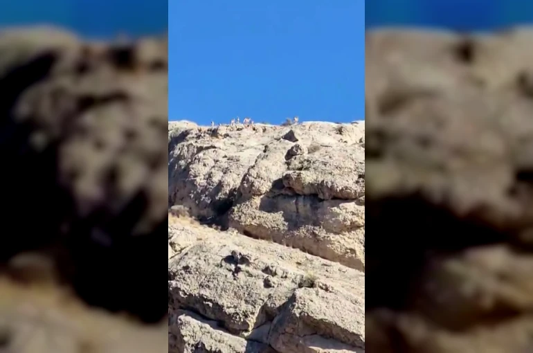 Malatya’da dağlık alanda yaban keçisi sürüsü görüntülendi