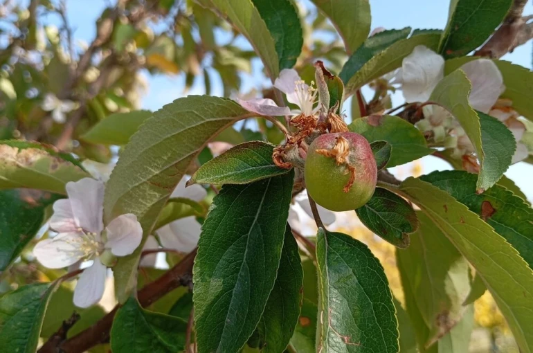 Malatya’da elma ağacı çiçek açıp meyve verdi