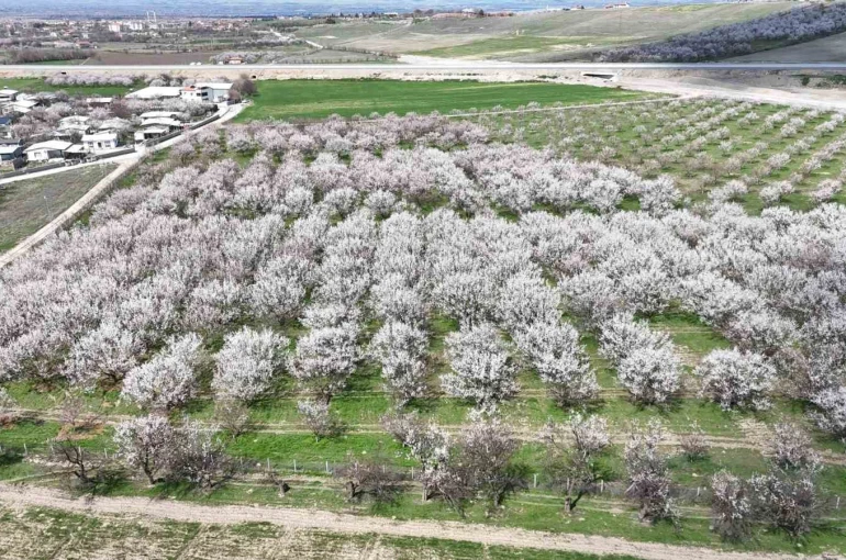 Malatya’da kayısıda iklim endişesi devam ediyor 