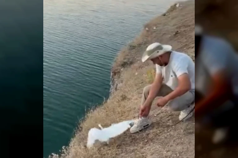 Malatya’da oltaya balık yerine martı takıldı