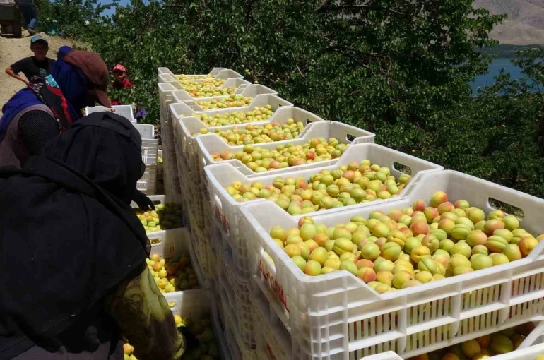 Malatya’da ’sarı altın’ hasadı başladı, ilk ürünler Avrupa yolunda