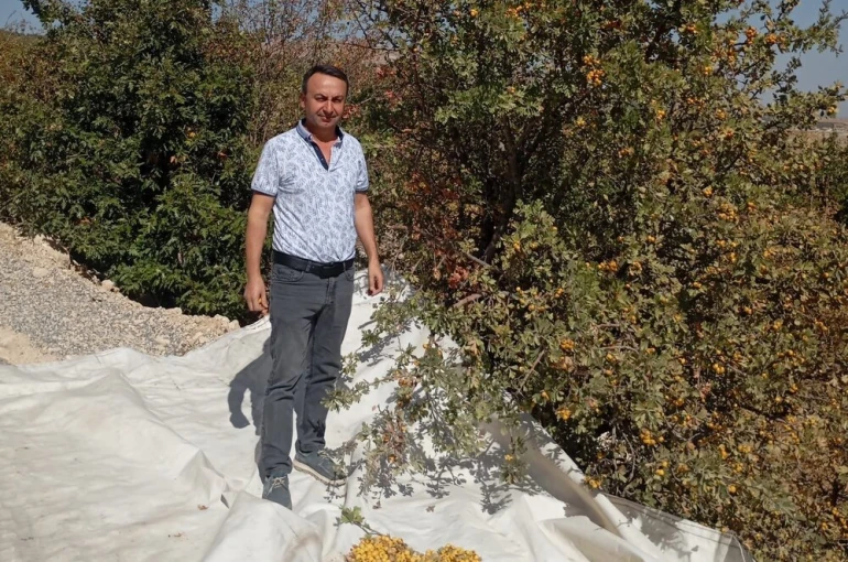 Malatya’da şifa deposu alıçta hasat devam ediyor