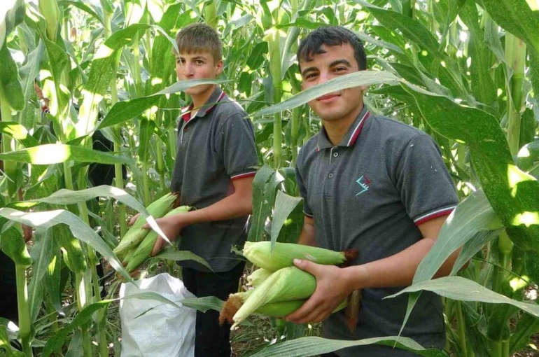 Malatya’da Tarım Lisesi Öğrencileri silajlık mısır hasadına başladı