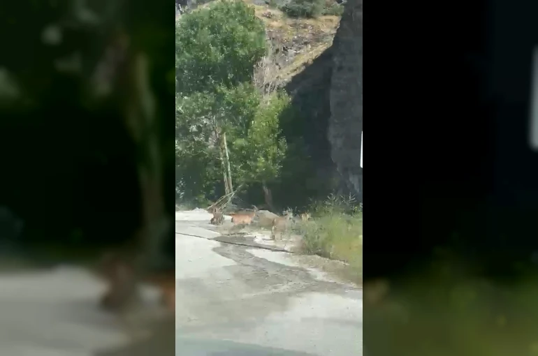 Malatya’da yaban keçileri karayolunda görüntülendi