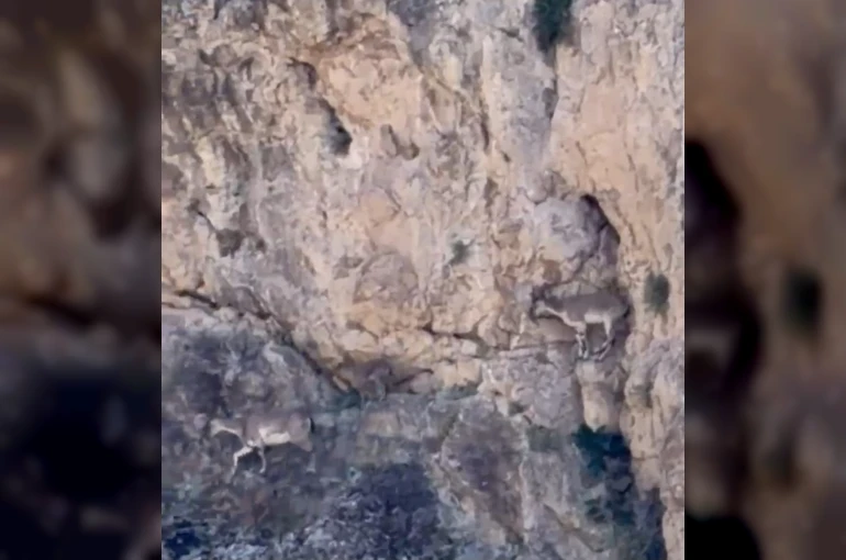 Malatya’da yaban keçileri sürü halinde görüntülendi 