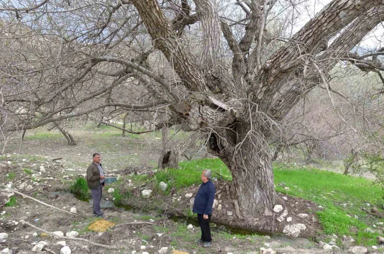 Malatya’daki 270 yıllık ceviz ağacı zamana direniyor
