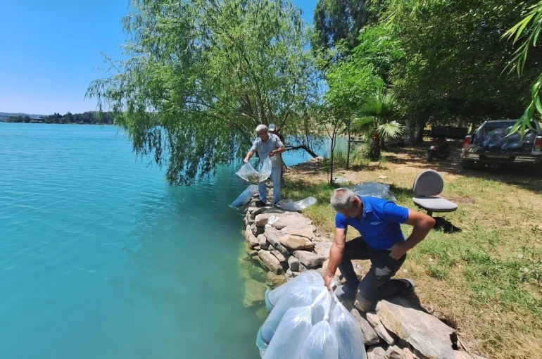 Manavgat’ta 400 bin balık yavrusu baraj gölünde bırakıldı