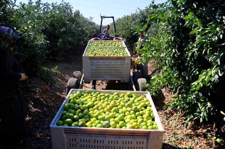 Mandalinada hasat zamanı, verim yüksek: Kilosu 8-15 TL arasında