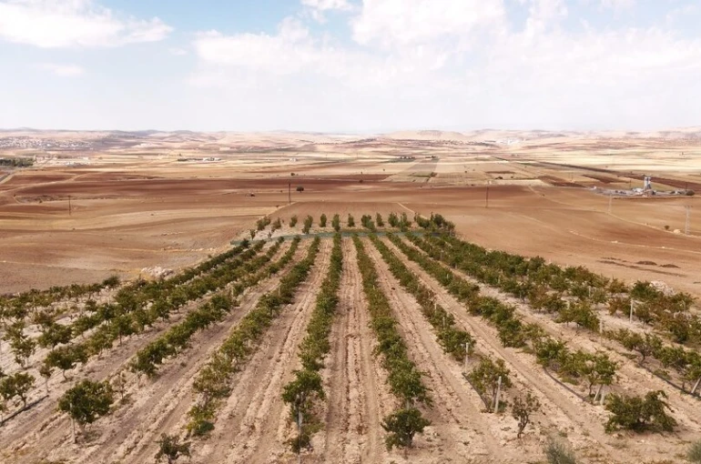 Mardin’in beyaz toprakla mayalanan meşhur üzüm pekmezi coğrafi işaret yolunda