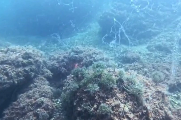 Marmara Denizi’nde yeni müsilaj alarmı