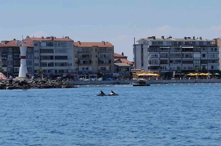 Marmara’nın sürpriz misafirleri: İki yunus teknenin yanında görüntülendi