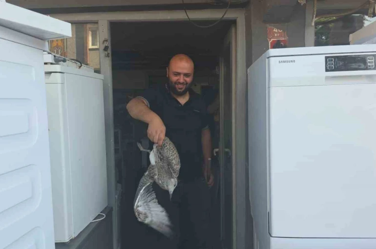 Martı yavrusu beyaz eşya tamircisini karıştırdı