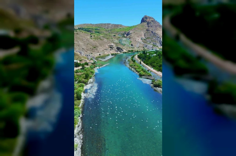Martılar, Murat Nehri’nde görsel şölen oluşturdu 