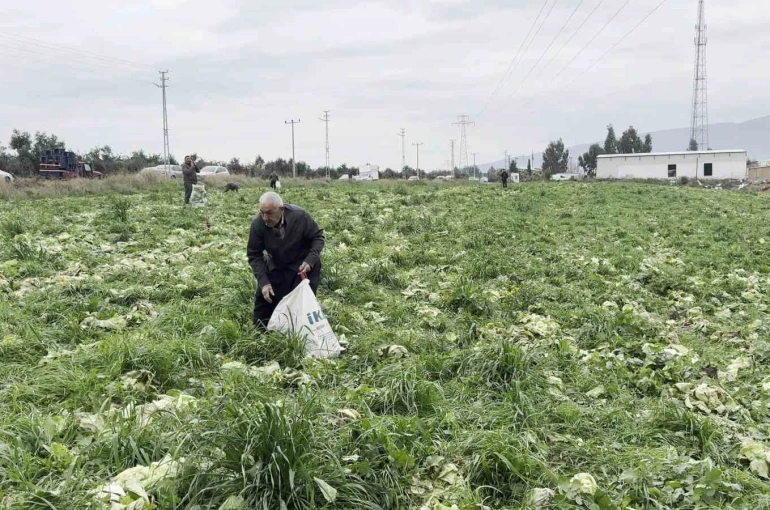 Marul toplama maliyetini karşılamayınca bedava dağıttı