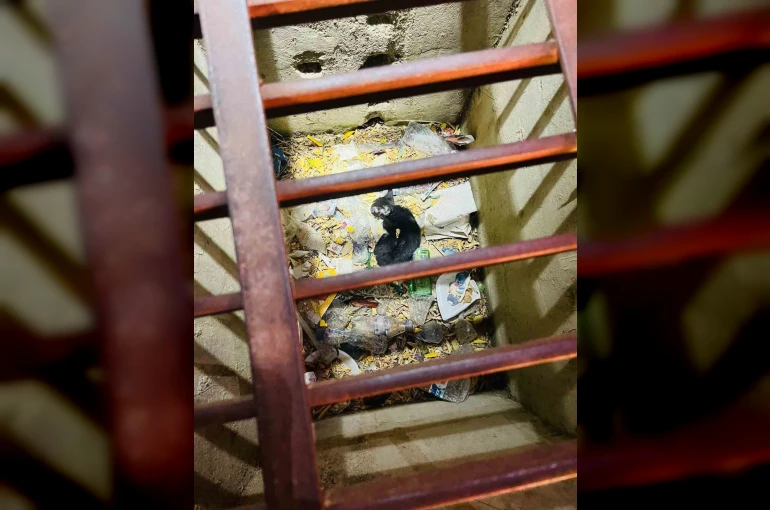 Mazgala düşen yavru kediyi itfaiye kurtardı